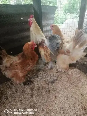බ්‍රහ්මා කුකුලන්