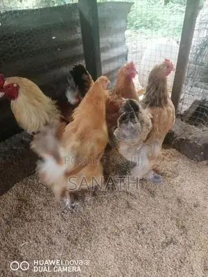 බ්‍රහ්මා කුකුලන්