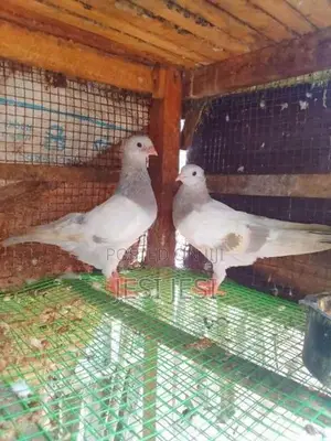 Pigeon