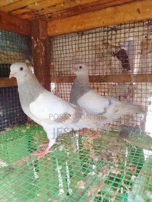 Pigeon