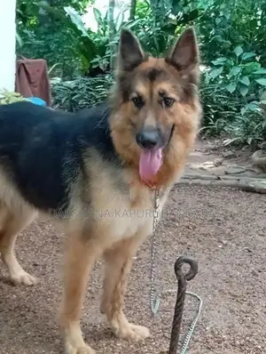 German Shepherd