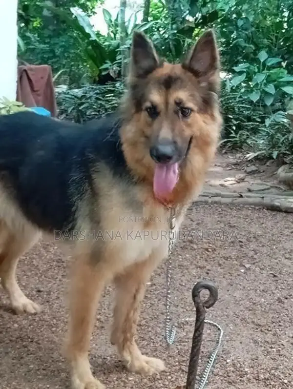 German Shepherd