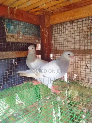 Pigeon