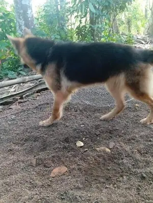 German Shepherd