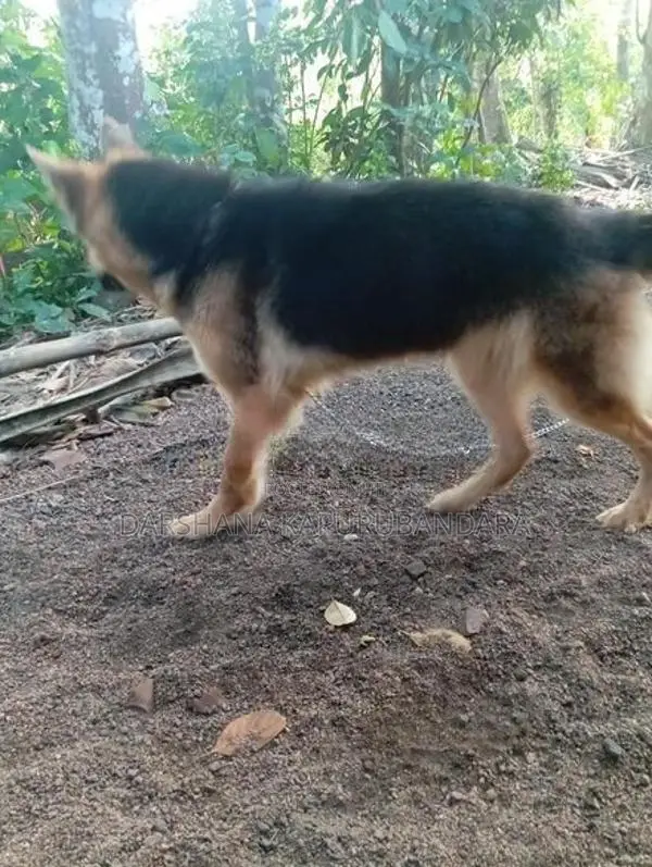 German Shepherd