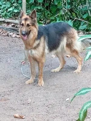 German Shepherd