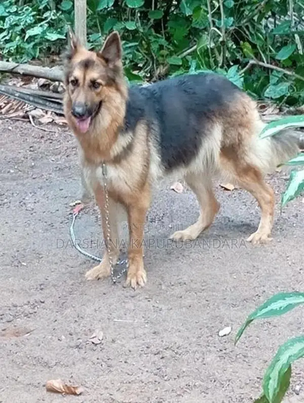 German Shepherd