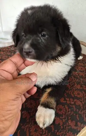 Lion Pomeranian Puppy
