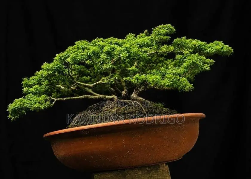 Bonsai Plants
