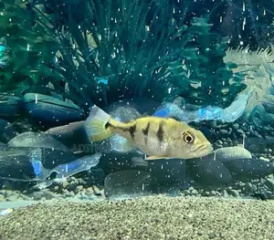 Kelberi Peacock Bass