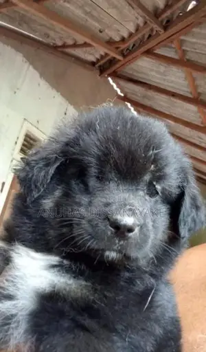 Lion Pomeranian Puppy