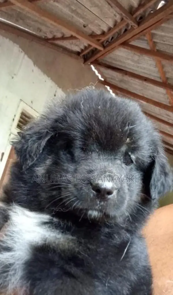 Lion Pomeranian Puppy