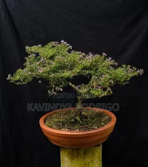 Bonsai Plants