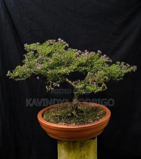 Bonsai Plants