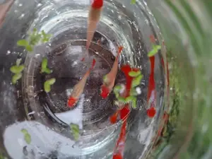 Koi Guppy