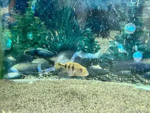 Kelberi Peacock Bass