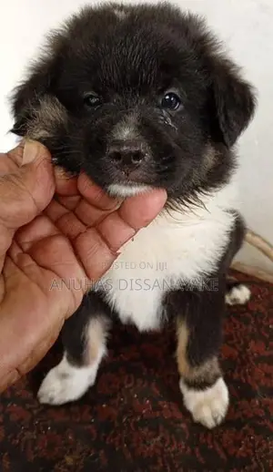 Lion Pomeranian Puppy