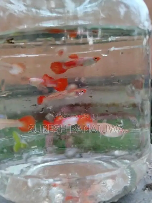 Koi Guppy