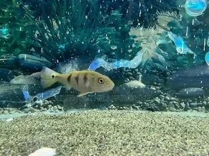 Kelberi Peacock Bass