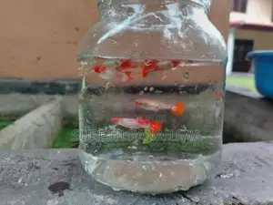 Koi Guppy