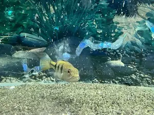 Kelberi Peacock Bass