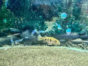 Kelberi Peacock Bass