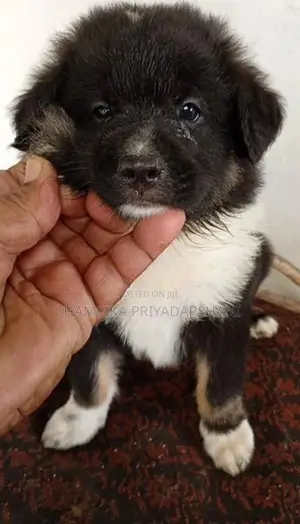 Lion Pomeranian