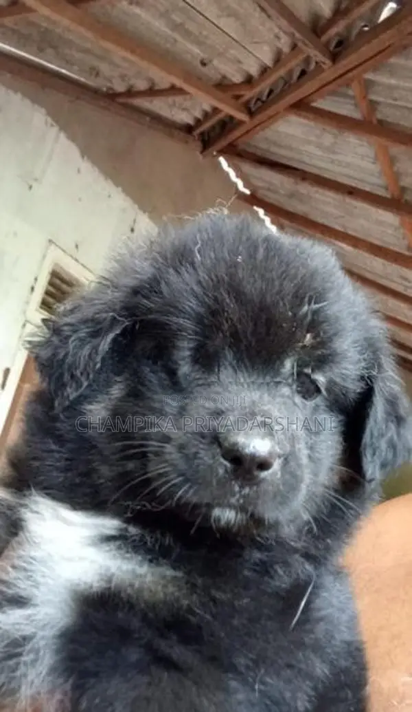 Lion Pomeranian