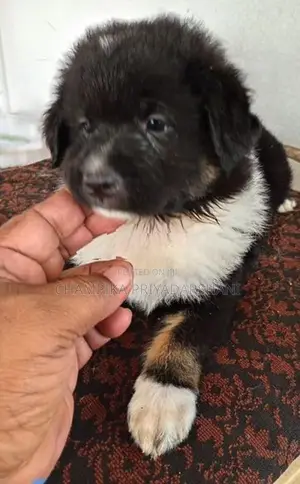 Lion Pomeranian