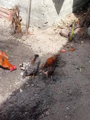 தரமான நாட்டுக்கோழிக் குஞ்சு