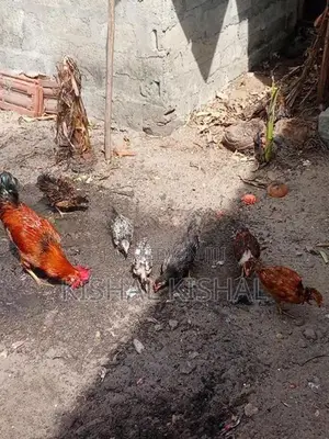 தரமான நாட்டுக்கோழிக் குஞ்சு