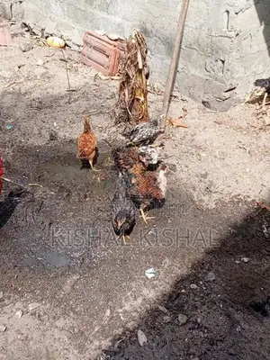 தரமான நாட்டுக்கோழிக் குஞ்சு