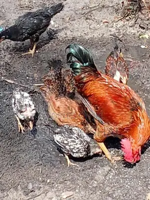 தரமான நாட்டுக்கோழிக் குஞ்சு