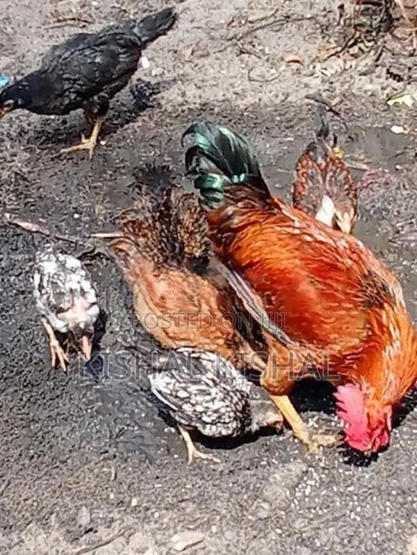 தரமான நாட்டுக்கோழிக் குஞ்சு