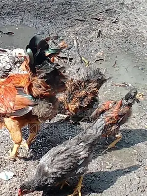 தரமான நாட்டுக்கோழிக் குஞ்சு