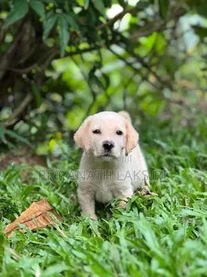 Labrador Puppy