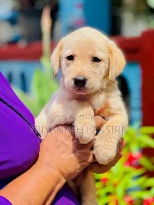 Labrador Puppy