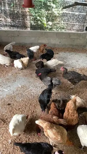 Country Chicken