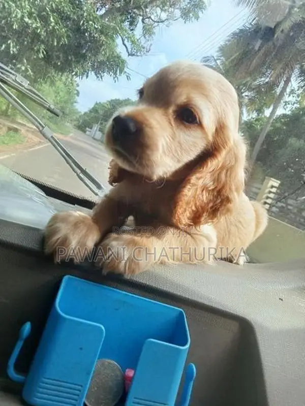Cocker Spaniel Dog