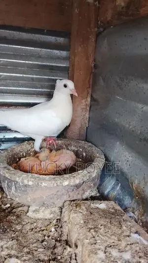 Konda Belty Pigeon