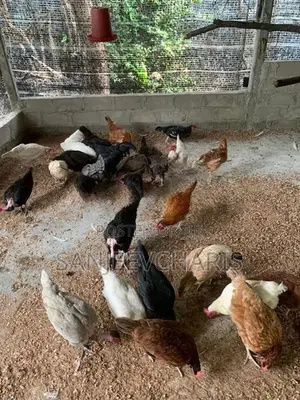 Country Chicken