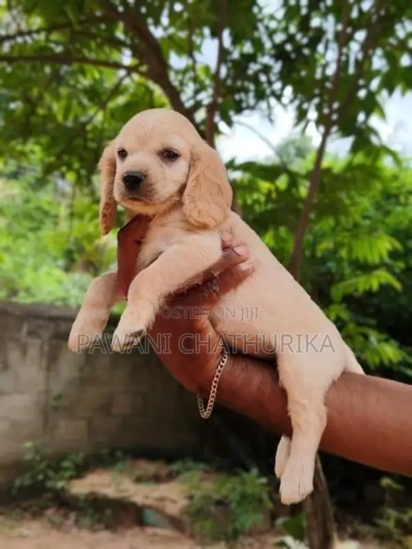 Cocker Spaniel Dog