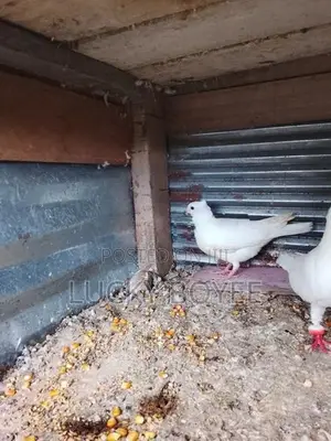 Konda Belty Pigeon