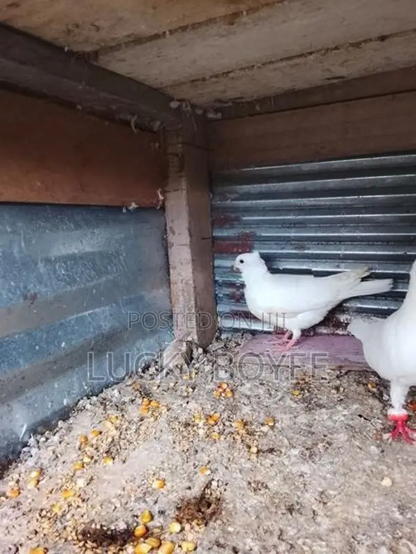Konda Belty Pigeon