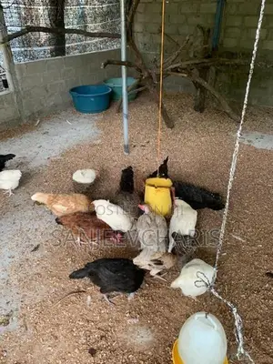 Country Chicken