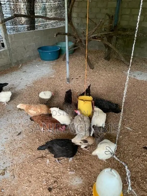 Country Chicken