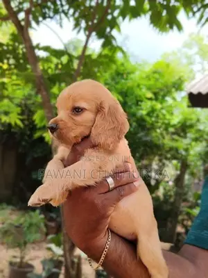Cocker Spaniel Dog