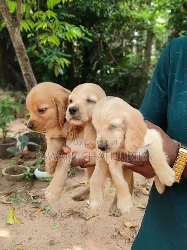 Cocker Spaniel Dog