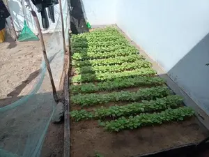 Brinjal
