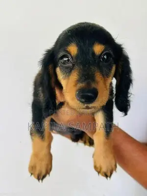 Dachshund Puppies